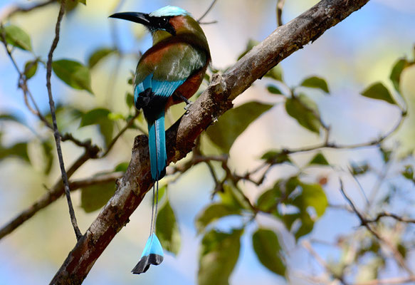 TÜRKISBRAUENMOTMOT, TURQUOISE-BROWED MOTMOT, EUMOMATA SUPERCILIOSA