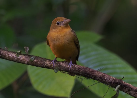 ROTKEHL-AMEISENTANGARE, RED-THROATED ANT-TANAGER, HABIA FUSCICAUDA 