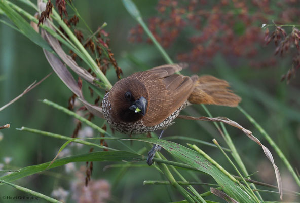 MUSKATFINK, SCALY-BREASTED MUNIA, LONCHURA PUNCTULATA