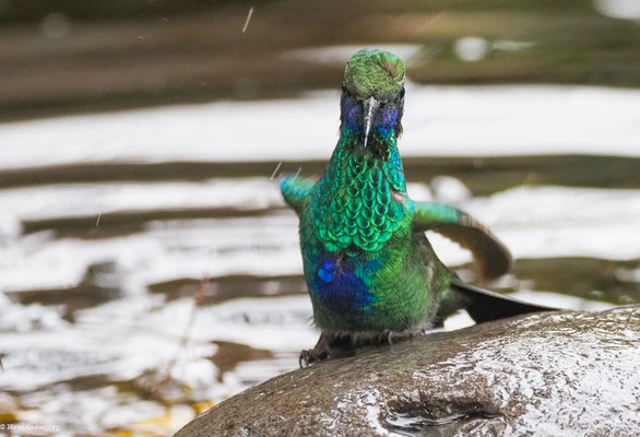 GROSSER VEILCHENOHRKOLIBRI, SPARKLING VIOLETEAR  -C OLIBRI CORUSCAN