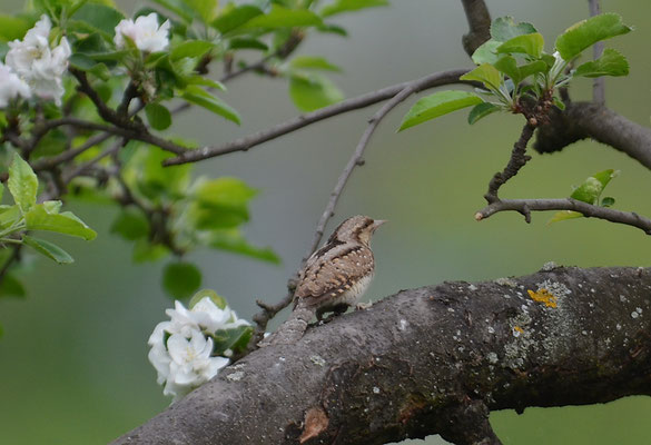 WENDEHALS, WRYNECK, JYNX TORQUILLA