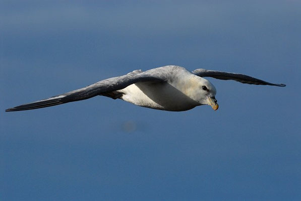 EISSTURMTAUCHER, FULMAR, FULMARUS GLACIALIS 