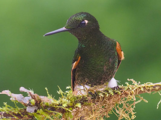 FAHLSCHWANZKOLIBRI, BUFF-TAILED CORONET - BOISSONNEAUA FLAVESCENS