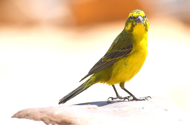 SCHWEFELGIRLITZ, BRIMSTONE CANARY, CRITHAGRA SULPHURATA