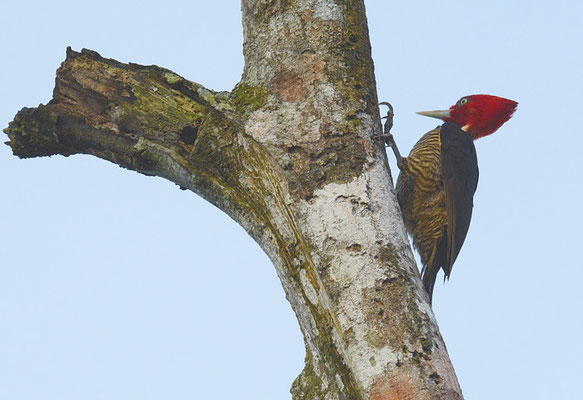 KÖNIGSSPECHT, PALE-BILLED WOODPECKER, CAMPEPHILUS GUATEMALENSIS