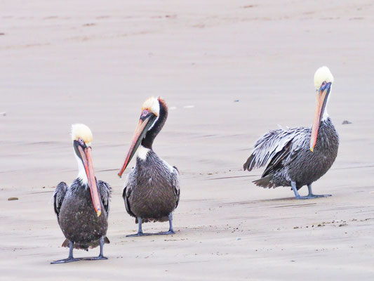 BRAUNER PELIKAN, BROWN PELICAN - PELECANUS OCCIDENTALIS