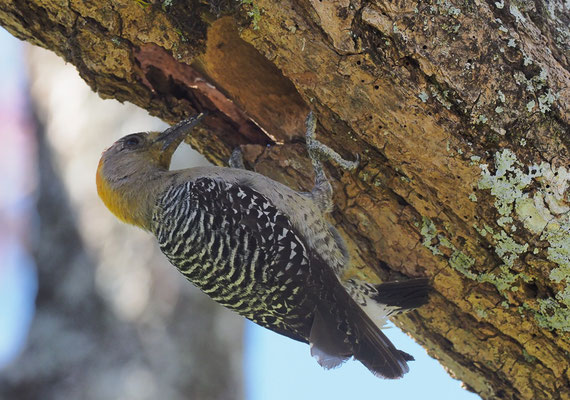 HOFFMANNSPECHT, HOFFMANN´S WOODPECKER, MELANERPES HOFFMANNII