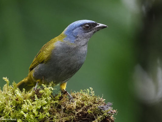BLAUKAPPEN-TANGARE, BLUE-CAPPED TANAGER - SPORATHRAUPIS CYANOCEPHALA