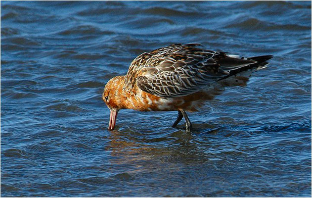 PFUHLSCHNEPFE, BAR-TAILED GODWIT, LIMOSA LAPPONICA