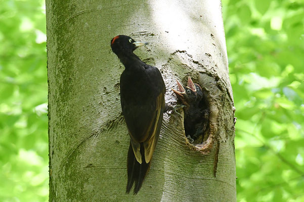 SCHWARZSPECHT,  BLACK WOODPECKER, DRYOCOPUS MARTIUS
