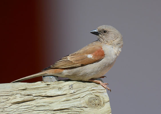 DAMARASPERLING, SOUTHERN GREY-HEADED SPARROW, PASSER GRISEUS