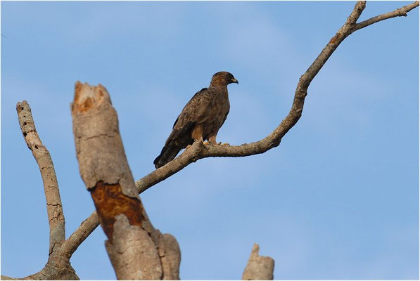 RAUBADLER, TAWNY EAGLE, AQUILA RAPAX