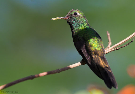 KUBASMARAGDKOLIBRI, CUBAN EMERALD, CHLOROSTILBON RICORDII