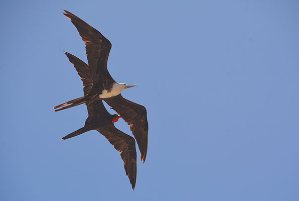 FREGATTVOGEL, MAGNIFICENT FRIGATEBIRD, FREGATA MAGNIFICENS
