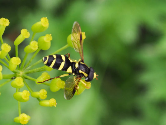 XANTHOGRAMMA PEDISSEQUUM, SPÄTE GELBRANDSCHWEBFLIEGE