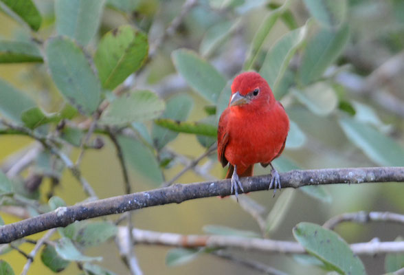 SOMMERTANGARE, SUMMER TANAGER, PIRANGA RUBRA