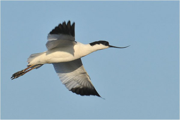 SÄBELSCHNÄBLER, AVOCET, RECURVIROSTRA AVOSETTA