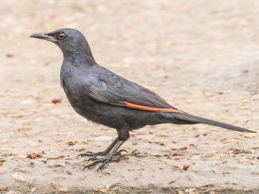 Rotschwingenstar, red-winged starling, onychognathus morio
