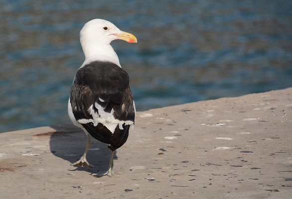 DOMINIKANERMÖWE, KELP GULL, LARUS DOMINICANUS