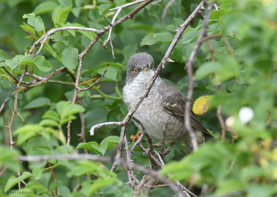 SPERBERGRASMÜCKE, BARRED WARBLER, SYLVIA NISORIA
