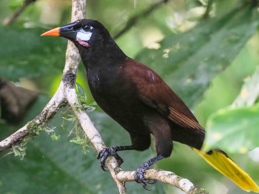 MONTEZUMA-STIRNVOGEL, MONTEZUMA OROPENDOLA, PSAROCOLIUS MONTEZUMA