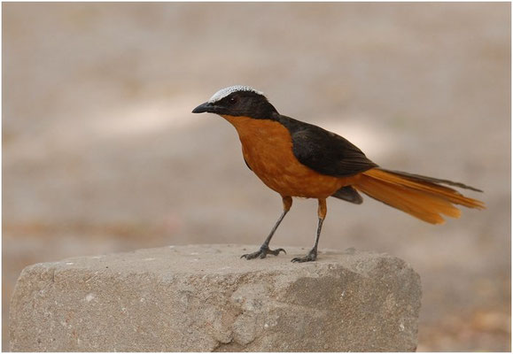 SCHUPPENKOPFRÖTEL, WHITE-CROWNED ROBIN-CHAT, COSSYPHA ALBICAPILLA