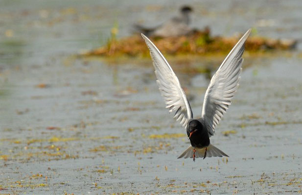 TRAUERSEESCHWALBE, BLACK TERN, CHLIDONIAS NIGER
