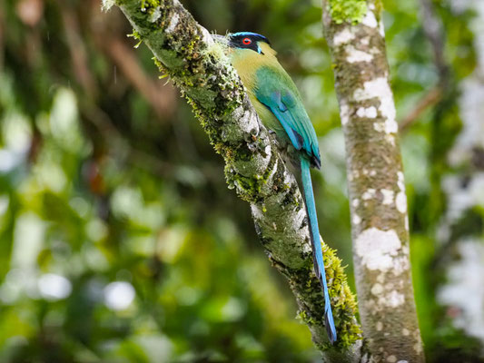 Andenmotmot, Andean Motmot - Momotus aequatorialis