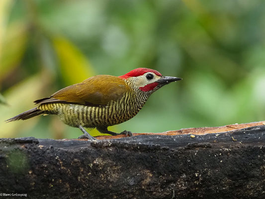 OLIVMANTELSPECHT, GOLDEN-OLIVE WOODPECKER -COLAPTES RUBIGINOSUS