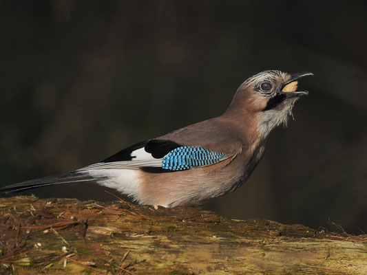 EICHELHÄHER, JAY, GARRULUS GLANDARIUS