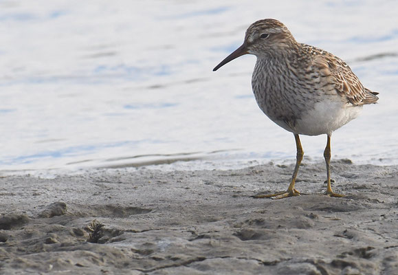 GRAUBRUSTSTRANDLÄUFER, PECTORAL SANDPIPER, CALIDRIS MELANOTOS
