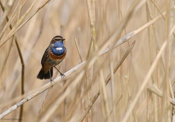 BLAUKEHLCHEN, BLUETHROAT, LUSCINIA SVECICA
