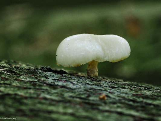 Beringter Schleimrübling - Oudemansiella mucida