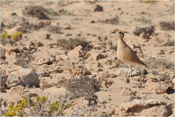 RENNVOGEL, CREAM-COLOURED COURSER, CURSORIUS CURSOR