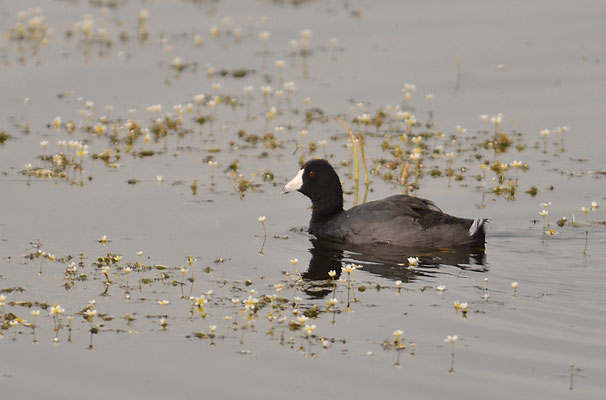 Amerikanisches Blässhuhn, American coot, Fulica americana