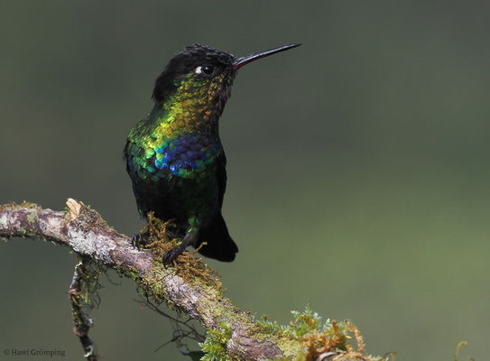 FEUERKEHLKOLIBRI, FIERY-THROATED HUMMINGBIRD, PANTERPE INSIGNIS