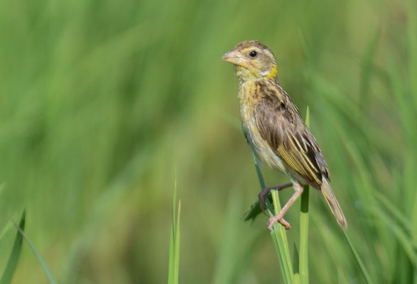 MANYARWEBER, STREAKED WEAVER, PLOCEUS MANYAR