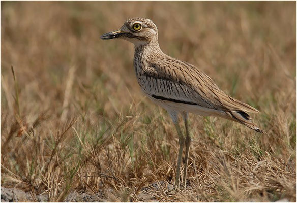 SENEGALTRIEL, SENEGAL THICK-KNEE, BURHINUS SENEGALENSIS