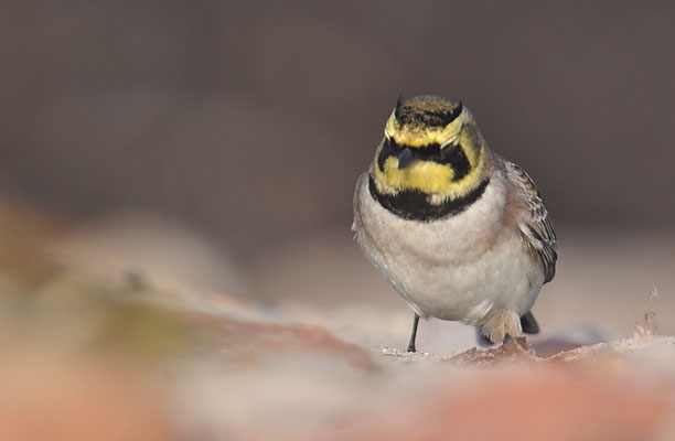 OHRENLERCHE, SHORE LARK (HORNED LARK), EREMOPHILA ALPESTRIS