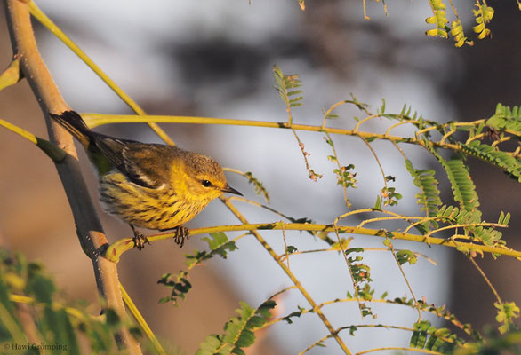 TIGERWALDSÄNGER, CAPE MAY WARBLER, DENDROICA TIGRINA