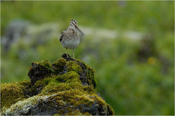 BEKASSINE, COMMON SNIPE, GALLINAGO GALLINAGO