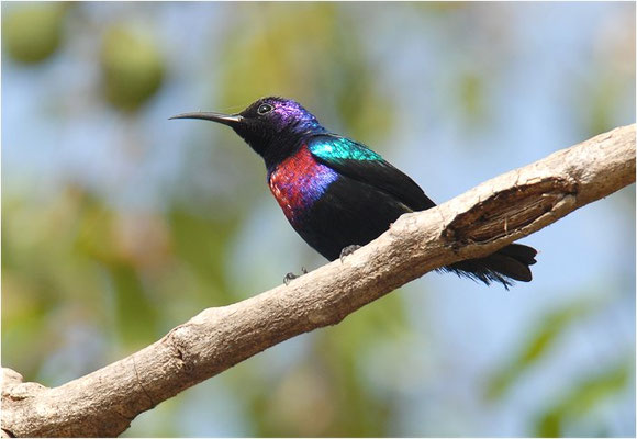 ROTBAUCH-NEKTARVOGEL, SPLENDID SUNBIRD, NECTARINIA COCCINIGASTER
