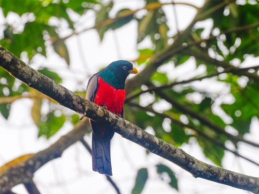 BLAUSCHWANZTROGON, BLUE-TAILED TROGON- TROGON COMPTUS