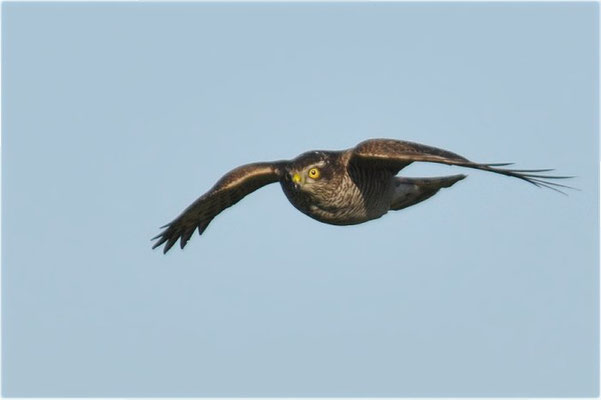 SPERBER, SPARROWHAWK, ACCIPITER NISUS