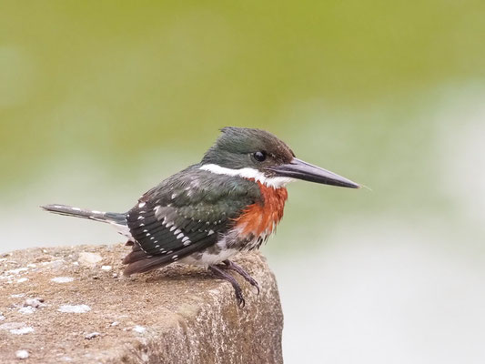 Grünfischer, Green Kingfisher - Chloroceryle americana