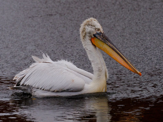 Krauskopfpelikan, Dalmatian Pelican - Pelecanus crispus