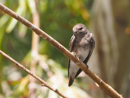 Braunkehluferschwalbe, Brown-throated Martin - Riparia paludicola