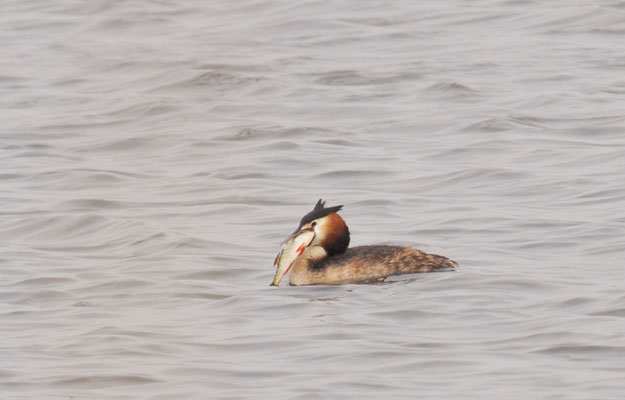 HAUBENTAUCHER, GREAT CRESTET GREBE, PODICEPS ERISTATUS