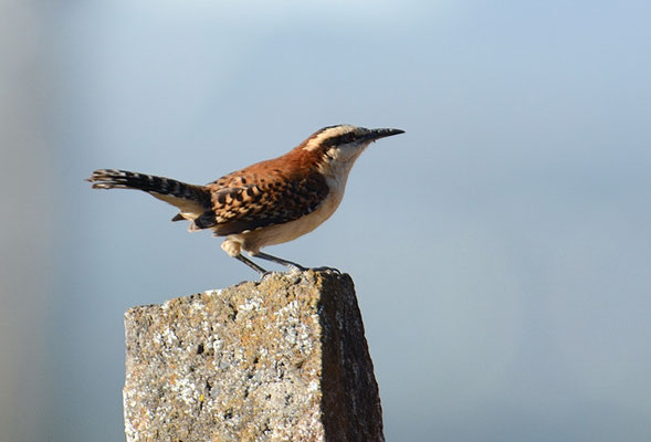 ROTNACKENZAUNKÖNIG, RUFOUS-NAPED WREN, CAMPYLORHYNCHUS RUFINUCHA