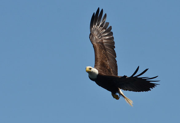 WEISSKOPFSEEADLER, BALD EAGLE,  HALIAEETUS LEUCOCEPHALUS